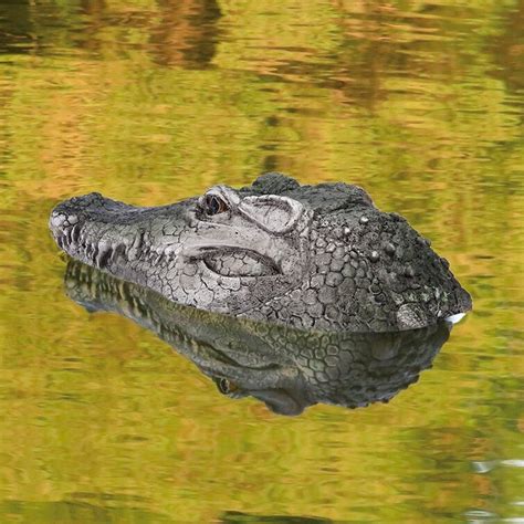 floating alligator head for pond